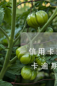 信用卡逾期分期手續(xù)費是多少(信用卡逾期分期手續(xù)費是多少)