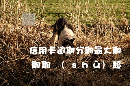 信用卡逾期分期最大期數(shù)(最高逾期期數(shù)超標(biāo)了怎么分期)