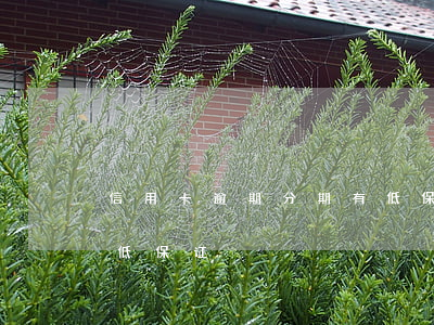 信用卡逾期分期有低保证(信用卡逾期分期有低保证)