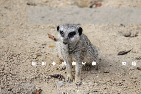 信用卡逾期分期難嗎(欠信用卡分期好嗎)