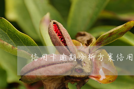 信用卡逾期分析方案(信用卡 逾期案例)