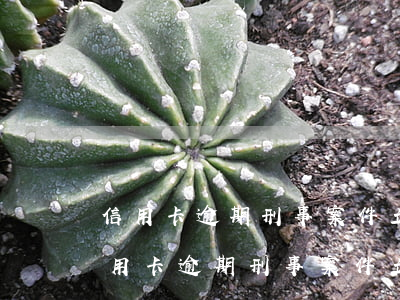 信用卡逾期刑事案件立案需要多長時間-信用卡逾期刑事案件立案需要多長時間結(jié)案