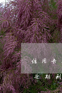 信用卡逾期刑偵案調(diào)查（信用卡逾期刑偵案調(diào)查）
