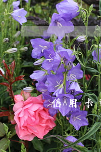 信用卡逾期列老賴名單(近期老賴名單)