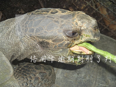 信用卡逾期判刑了(判刑后信用卡逾期怎么辦)