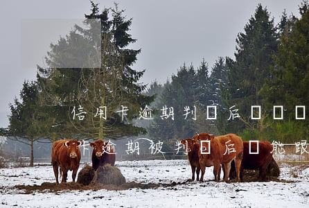 信用卡逾期判決后還給誰(shuí)(信用卡逾期被判決后還能跟銀行談嗎)