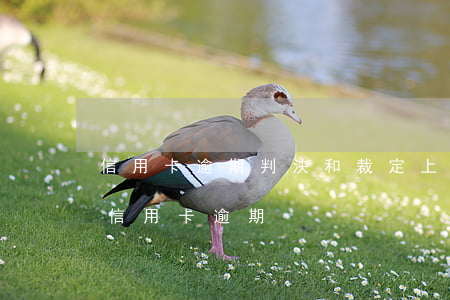 信用卡逾期判決和裁定上海(發(fā)生過信用卡逾期)