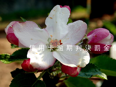 信用卡逾期判決罰金(信用卡 逾期 罰息)