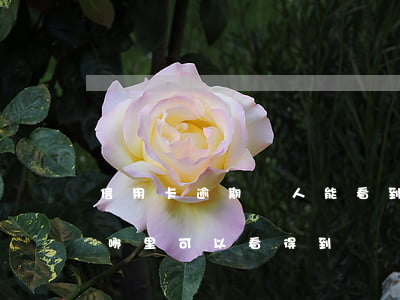 信用卡逾期別人能看到嗎(信用卡逾期被起訴哪里可以看得到?)