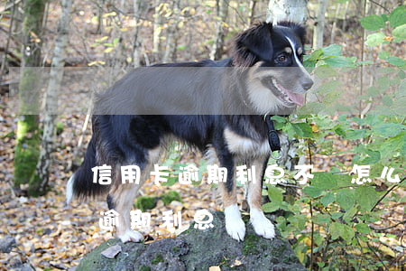 信用卡逾期利息不還怎么辦(信用卡 逾期罰息 逾期利息)