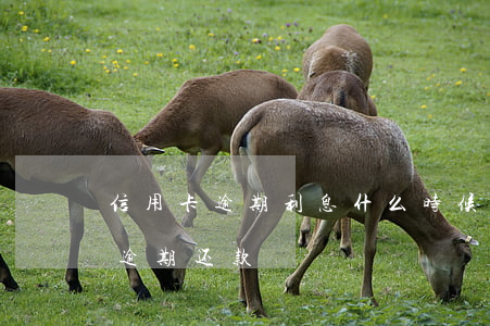 信用卡逾期利息什么时候支付(什么是信用卡逾期还款)