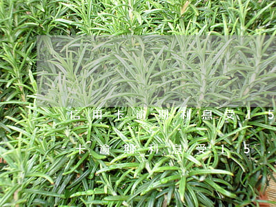 信用卡逾期利息受15.4的限制嗎-信用卡逾期利息受15.4的限制嗎為什么