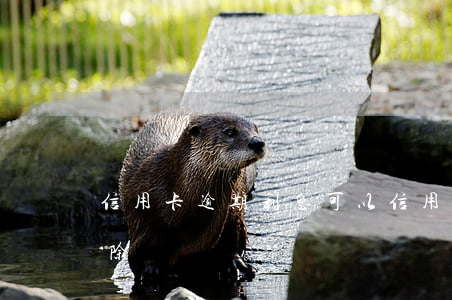 信用卡逾期利息可以 信用卡逾期利息可以免除嗎