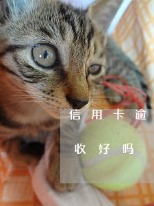 信用卡逾期利息可以催收吗(做信用卡逾期催收好吗)