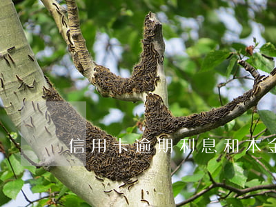 信用卡逾期利息和本金一樣合法嗎