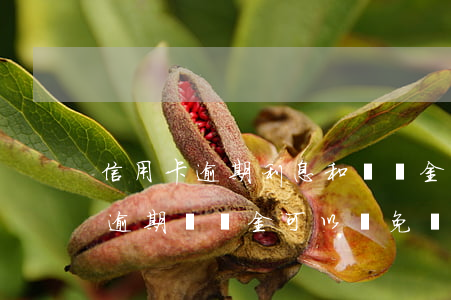 信用卡逾期利息和滯納金能減免嗎(交通罰款逾期滯納金可以減免嗎)