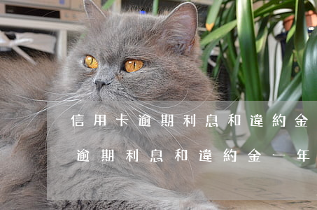 信用卡逾期利息和違約金一年利率-信用卡逾期利息和違約金一年利率一樣嗎