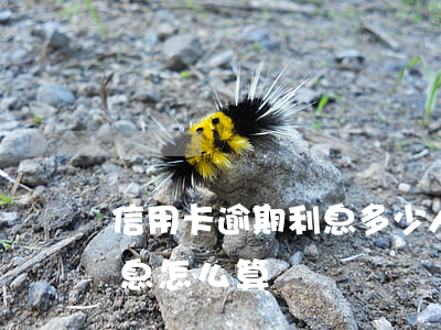 信用卡逾期利息多少（人民銀行信用卡逾期利息怎么算）