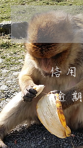 信用卡逾期利息天文數(shù)字(信用卡逾期日利率是多少)