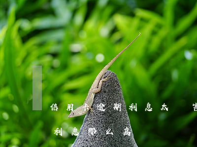 信用卡逾期利息太厲害了(為什么信用卡逾期利息那么高)