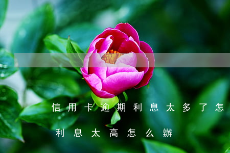 信用卡逾期利息太多了怎么處理(銀行卡逾期利息太高怎么辦)
