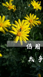 信用卡逾期利息太多怎么辦(信用卡逾期利息太多怎么辦)