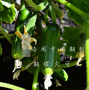 信用卡逾期利息太高能只還本金嗎(信用卡逾期很久可以只還本金不還利息么)