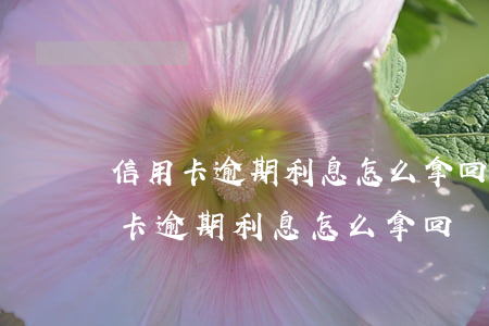 信用卡逾期利息怎么拿回來(lái)(信用卡逾期利息怎么拿回來(lái))