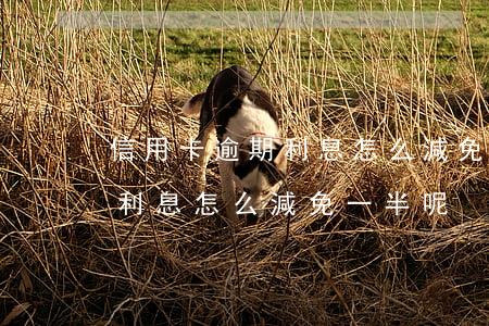 信用卡逾期利息怎么減免一半-信用卡逾期利息怎么減免一半呢