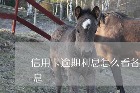 信用卡逾期利息怎么看(各銀行信用卡逾期利息)
