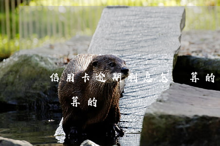 信用卡逾期利息怎樣算的(信用卡逾期利息怎樣算的)