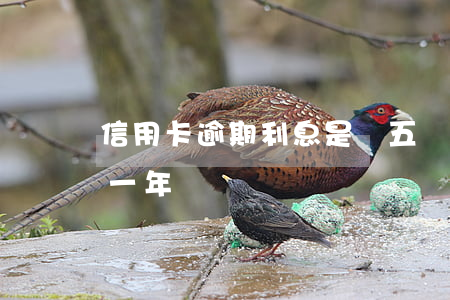 信用卡逾期利息是萬五嗎(五千的信用卡逾期一年)