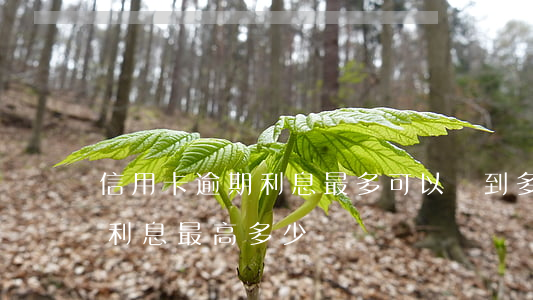 信用卡逾期利息最多可以滾到多少(銀行逾期利息最高多少)