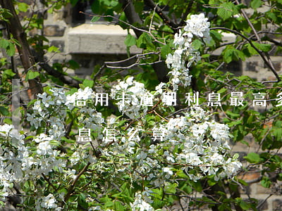 信用卡逾期利息最高多少錢(逾期的信用卡利息怎么算)