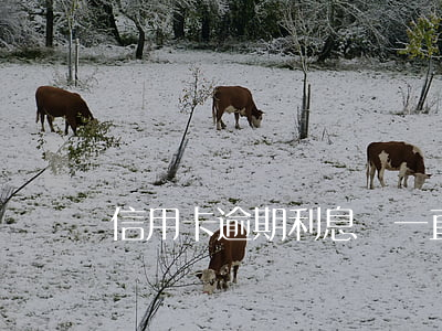 信用卡逾期利息會一直增加嘛