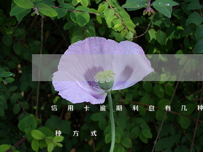 信用卡逾期利息有几种 信用卡逾期利息有几种方式