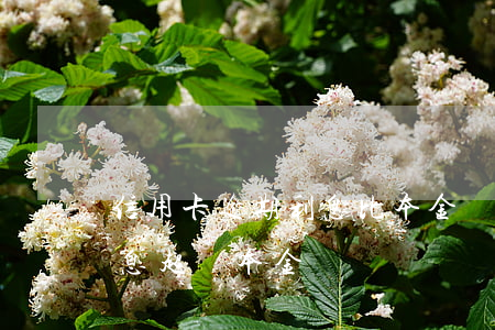 信用卡逾期利息比本金還多(欠信用卡逾期利息超過本金)