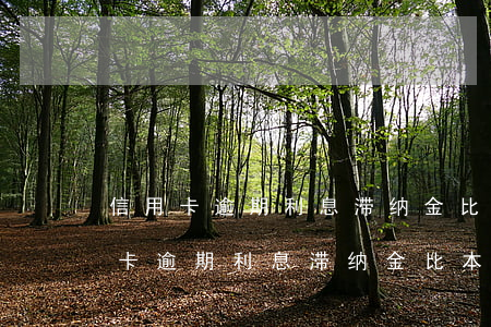 信用卡逾期利息滞纳金比本金高几倍-信用卡逾期利息滞纳金比本金高几倍怎么办