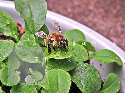 信用卡逾期利息用不用還 信用卡逾期利息用不用還完