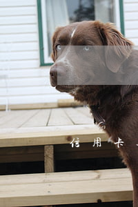 信用卡逾期利息超高怎么辦