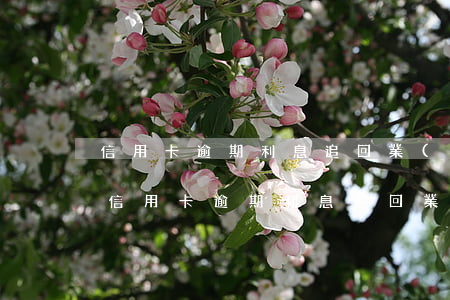 信用卡逾期利息追回業(yè)務(wù)(信用卡逾期利息追回業(yè)務(wù))