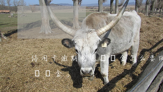 信用卡逾期利息違約金怎么要回(信用卡逾期違約金)