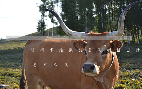 信用卡逾期利息高利貸(為什么信用卡逾期利息那么高)