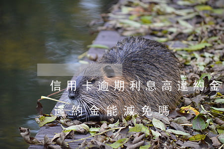 信用卡逾期利息高違約金怎么辦(欠信用卡的違約金能減免嗎)