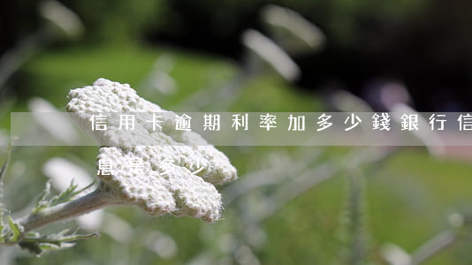 信用卡逾期利率加多少錢(銀行信用卡逾期利息是多少)