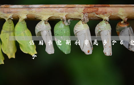信用卡逾期利率是多少6(逾期貸款利率是多少)