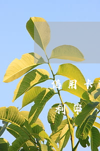 信用卡逾期利率計(jì)算公式(逾期貸款利率計(jì)算公式)