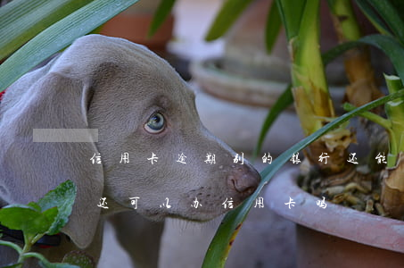 信用卡逾期别的银行还能办卡吗 如果有逾期还可以办信用卡吗