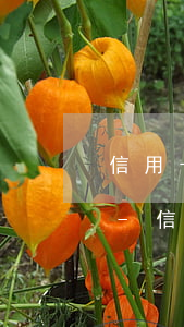 信用卡逾期到下一個(gè)賬單日了咋辦-信用卡逾期到下一個(gè)賬單日了咋辦呢