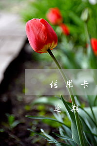信用卡逾期到下個賬單日怎么辦理-信用卡 逾期還款